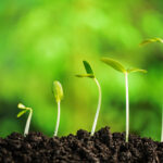 Seed Grants - Cycle 6